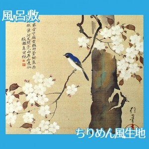酒井抱一「桜に小禽図」【風呂敷】